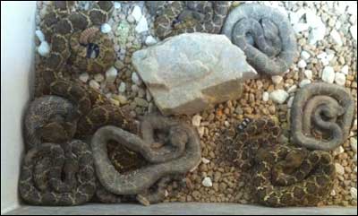 Rattlesnakes at Prairie Dog Town, Oakley, Kansas. Photo copyright 2010 by Leon Unruh.