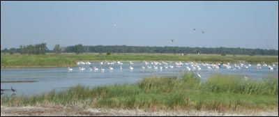 Herons and pelicans use a pond at Quivira National Wildlife Refuge in August 2010. Photo copyright 2011 by Leon Unruh.