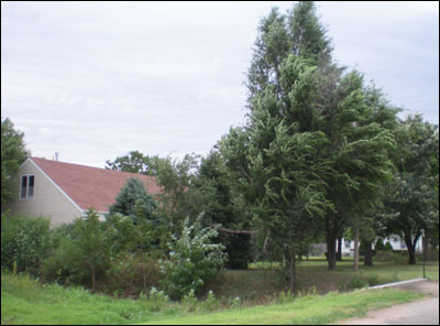 Trees on the north side of Pawnee Rock turn away from the north wind that came with Sunday's storm. Photo copyright 2010 by Leon Unruh.