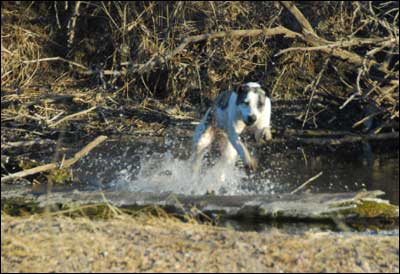 Jim Dye's dog splashes around in the Arkansas River in late February 2009. Photo copyright 2009 by Jim Dye.