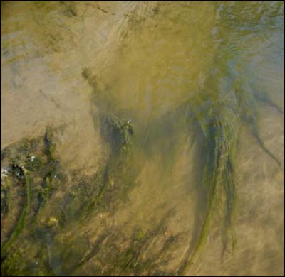 Shallow water and moss in the Arkansas River. Photo copyright 2008 by Jim Dye.