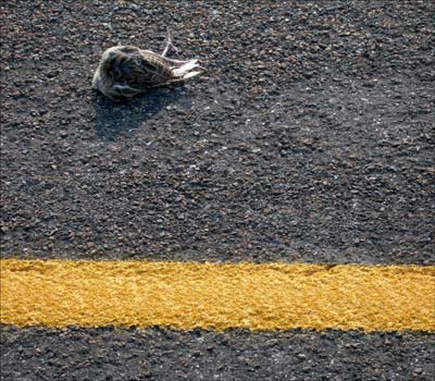 Bird on highway. Photo copyright 2009 by Leon Unruh.