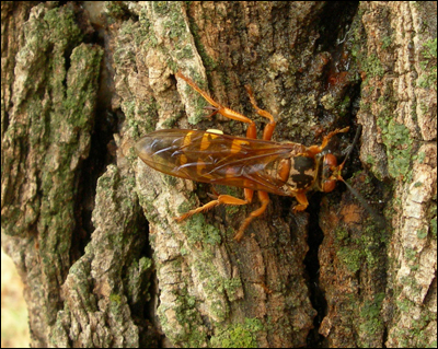 Wasp or hornet or yellowjacket on an elm tree at Pawnee Rock State Park. Photo copyright 2010 by Leon Unruh.