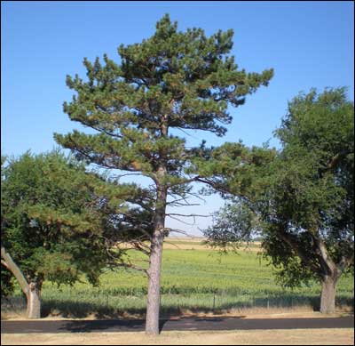 A pine on Pawnee Rock. Photo copyright 2010 by Leon Unruh.