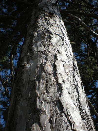 Pine tree on Pawnee Rock. Photo copyright 2011 by Leon Unruh.