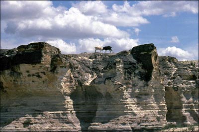 Goats meet on rocks in western Kansas. Photo copyright 2009 by Virgil Smith.