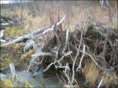 Tree roots. Photo copyright 2009 by Sam Unruh.