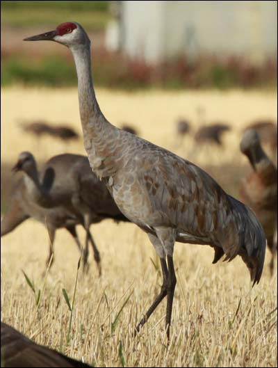 Migrating sandhill cranes sweep through a grainfield in Fairbanks. Photo copyright 2010 by Leon Unruh.