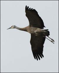 Sandhill crane in flight. Photo copyright 2010 by Leon Unruh.