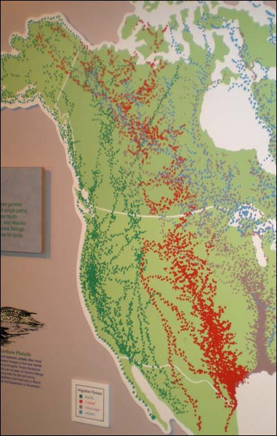 Birds from Alaska will migrate through Canada and on through Kansas, as shown on this map in an exhibit at Quivira National Wildlife Refuge southeast of Pawnee Rock. Photo copyright 2010 by Leon Unruh.