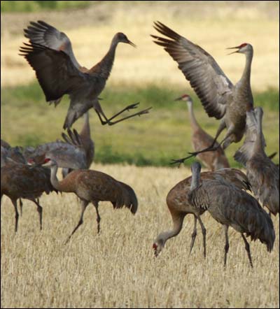 Sandhill cranes squabble in a field near the University of Alaska Fairbanks. Photo copyright 2010 by Leon Unruh.