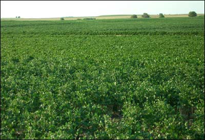 A field of soybeans north of Pawnee Rock. Photo copyright 2010 by Leon Unruh.