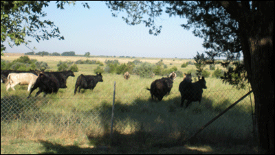 Cattle hurry away from a visitor north of Pawnee Rock. Photo copyright 2010 by Leon Unruh.