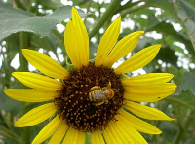 Sunflower and bee near Pawnee Rock. Photo copyright 2010 by Leon Unruh.