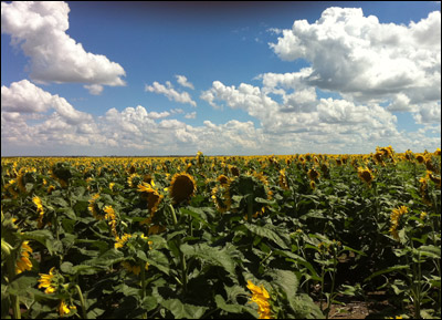 Sunflowers in western Kansas. Photo copyright 2010 by Leon Unruh.