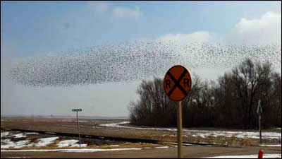 A flock of birds near Pawnee Rock in Feburary 2010. Photo copyright 2010 by Jim Dye.