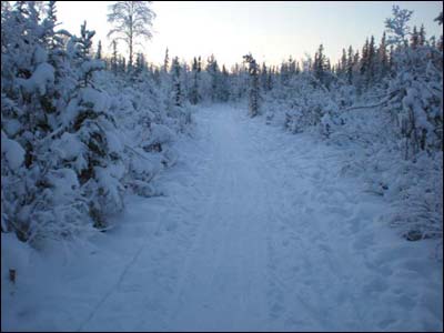 My ski trail through the birch and spruce forest and bog. Photo copyright 2010 by Leon Unruh.