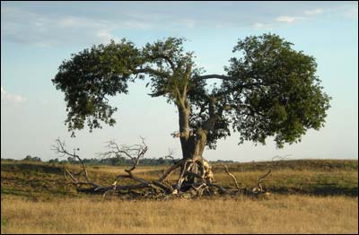 Tree near the Pawnee Rock Bridge. Photo copyright 2010 by Leon Unruh.