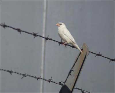 White sparrow, photographed by Jim Dye at the Great Bend airport. Photo copyright 2010 by Jim Dye.