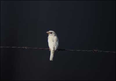 White sparrow, photographed by Jim Dye at the Great Bend airport. Photo copyright 2010 by Jim Dye.