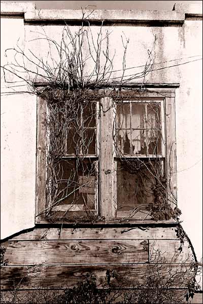 Window and vines. Photo copyright 2008 by Leon Unruh.