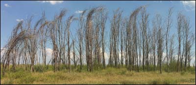 Dead trees near Pawnee Rock. Photo copyright 2010 by Leon Unruh.