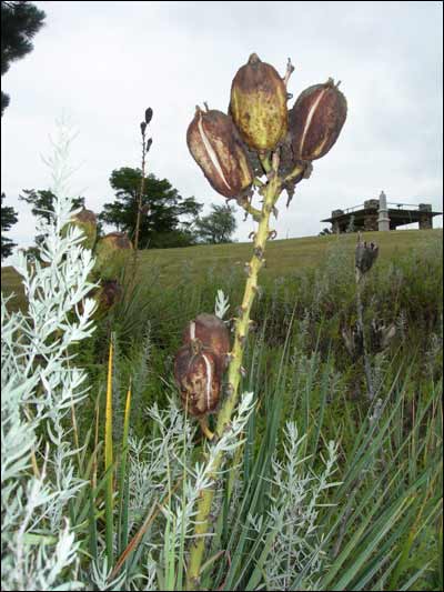 Yucca in Pawnee Rock State Park, August 2006. Photo copyright 2006.