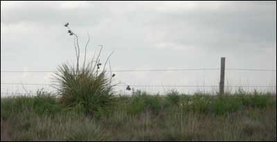 Yucca near Jetmore. Photo copyright 2006 by Leon Unruh.